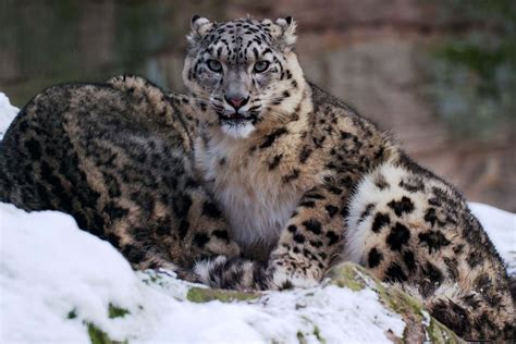 Ancient Denisovans hunted snow leopards on the Tibetan plateau.